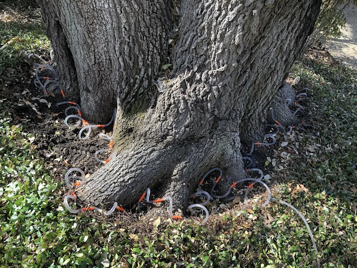 Detailed Tree Cabling and Bracing job site in Mabton