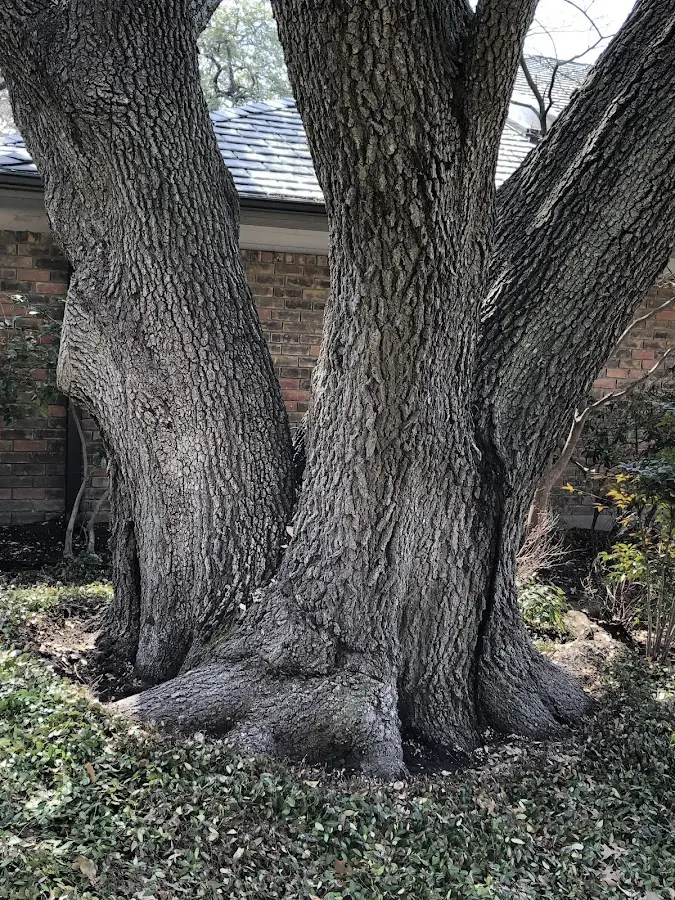 Mature heritage tree close to a Mabton property cared for by certified arborists